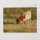 Recherche de longhorn du texas cartes postales Ferme