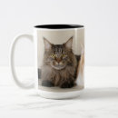 Recherche de maine coon tasses Chat