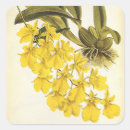 Recherche de orchidées jaunes autocollants Botanique