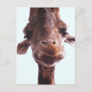 Recherche de giraffe portrait posters Girafe