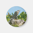 Recherche de iguane magnets Lézard