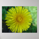 Recherche de dandelion posters Jardin