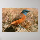 Recherche de image femelle Gallo images