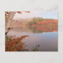 Recherche de bouleaux cartes postales Paysage