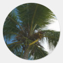 Recherche de cocotier autocollants Palme