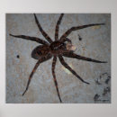 Recherche de arachnide art Brun