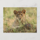 Recherche de animal de bébé cartes postales Afrique du sud