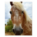 Recherche de visage de cheval posters Animal