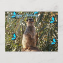 Recherche de suricate vœux cartes Faune
