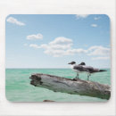 Recherche de deux oiseaux tapis souris Nature
