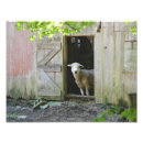 Recherche de petit agneau posters Animal de ferme