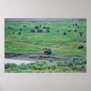 Recherche de bison américain posters Parc national
