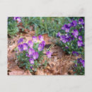 Recherche de violon noir cartes postales Violons