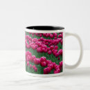Recherche de jardin de tulipe tasses États unis