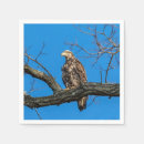 Recherche de aigles serviettes Rapace