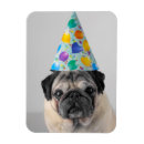 Recherche de chiot de carlin magnets Anniversaire