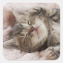Recherche de yeux fermés autocollants Chaton