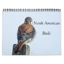Recherche de rapaces photographie Animaux