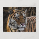 Recherche de tigre rayures cartes postales Tigres
