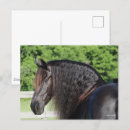 Recherche de friesian horse cartes postales Cheval