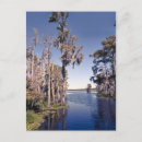 Recherche de cypress tree cartes postales Marais