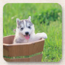 Recherche de marionnette dessous de verres Chien des neiges