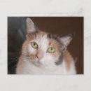 Recherche de minou cartes postales Orange