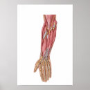 Recherche de fibres musculaires posters Tendon
