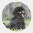 Recherche de spitz nain autocollants Noir