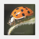 Recherche de tacheté magnets Insecte