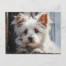 Recherche de chiens cartes postales Blanc