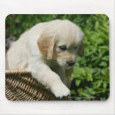 Recherche de chiots golden retriever tapis souris 7 semaines