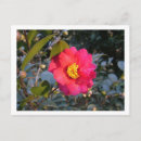 Recherche de camélias cartes postales Photographie