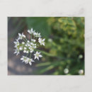 Recherche de fleur blanche cartes postales Nature