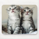 Recherche de chatons tapis souris Animal familier