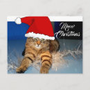 Recherche de escargot et chat cartes postales Mignon