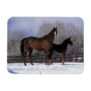 Recherche de jument magnets Cheval