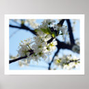 Recherche de prunier posters Printemps