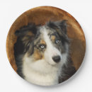 Recherche de border collie merle Chiens