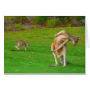 Recherche de kangourou Marsupial