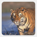 Recherche de panthera autocollants Carnivore