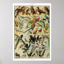 Recherche de vintage bird posters Antique