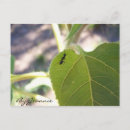 Recherche de arbre de paix cartes postales Méditation