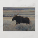 Recherche de orignaux de taureau cartes postales Orignal