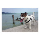 Recherche de jack russell posters Terrier