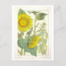 Recherche de de tournesol cartes postales Vintage