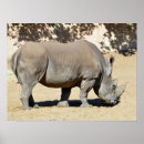 Recherche de rhinocéros blanc posters Corne