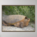 Recherche de reptile photographie Faune