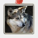 Recherche de gris loup Mammifère