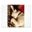 Recherche de chien de bull terrier art Canine